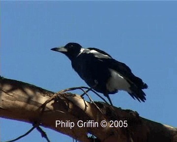 Cassican flûteur (telonocua/tyrannica) - ML201763671