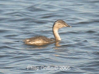 Hoary-headed Grebe - ML201763711