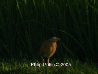 Cinnamon Bittern - ML201763791