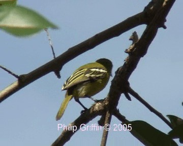 Common Iora - ML201763811