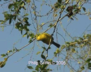 Common Iora - ML201763821