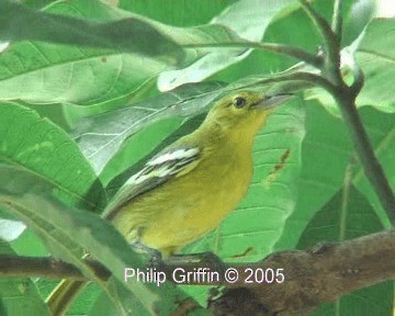 Garteniora - ML201763831