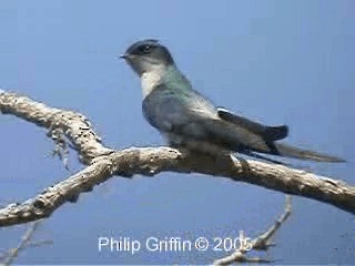 Gray-rumped Treeswift - ML201763941