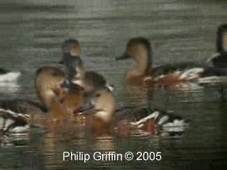 オオリュウキュウガモ - ML201763991