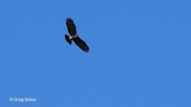 Snail Kite - ML201764021