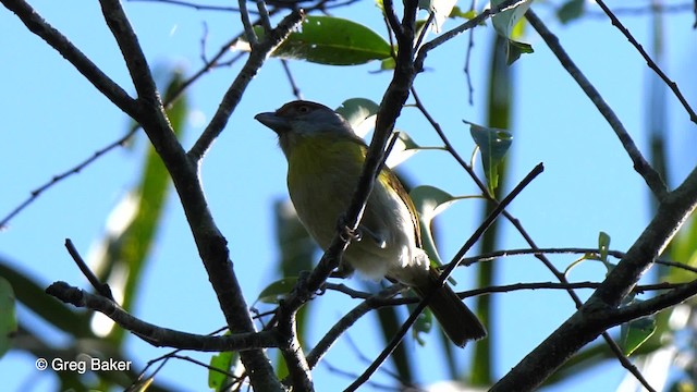 Kızıl Kaşlı Koca Vireo (ochrocephala) - ML201764031