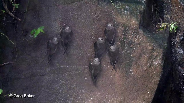 Great Dusky Swift - ML201764041