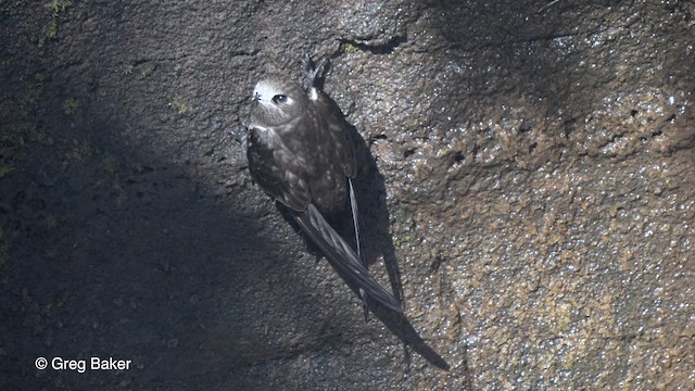 Great Dusky Swift - eBird
