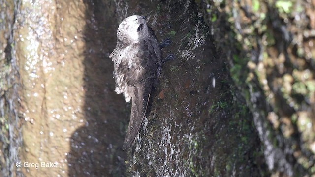 Great Dusky Swift - ML201764061