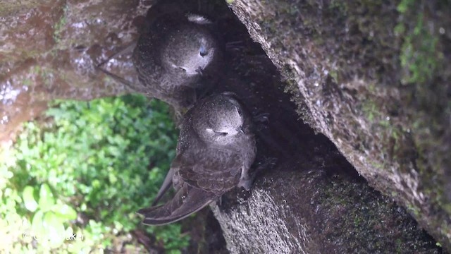 Brazil bird ブラジル　バード　アキツユコ Brazil bird ブラジル バード アキツユコ Brazil bird ブラジル バード