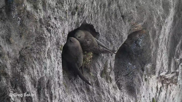 Brazil bird ブラジル　バード　アキツユコ Brazil bird ブラジル バード アキツユコ Brazil bird ブラジル