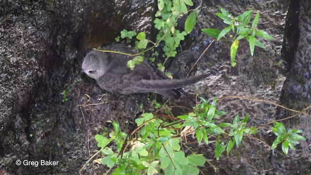 Great Dusky Swift - ML201764091