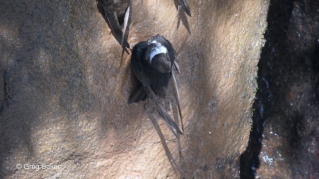 White-collared Swift - ML201764101