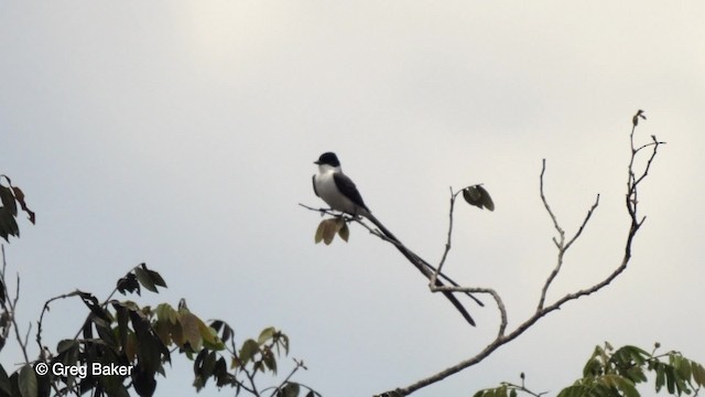 Fork-tailed Flycatcher - ML201764121