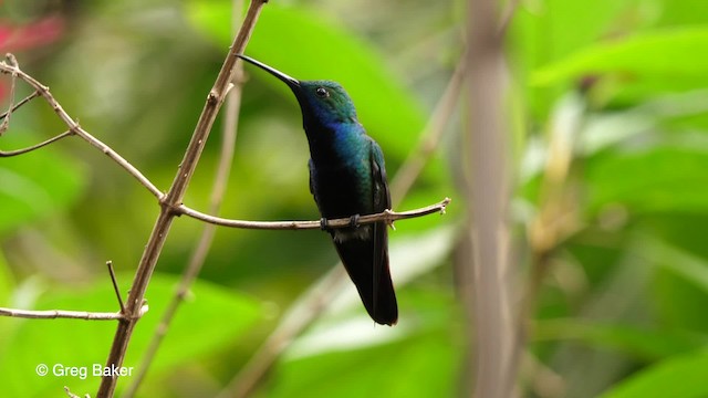 kolibřík tropický - ML201764131