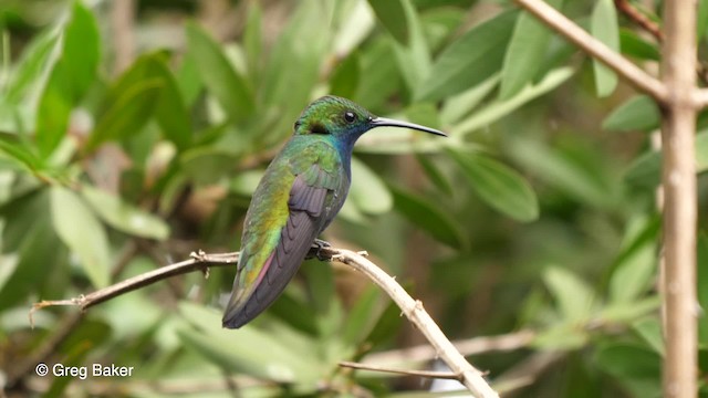 Black-throated Mango - ML201764141