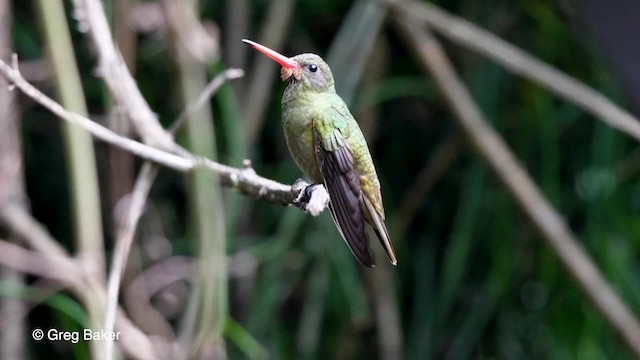 gyllenkolibri - ML201764161