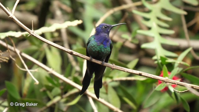 Colibrí Golondrina - ML201764181