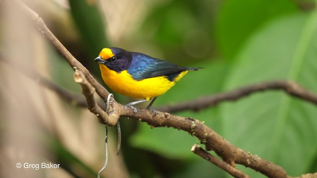 Violaceous Euphonia - ML201764191