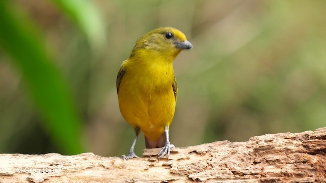 Violaceous Euphonia - ML201764201