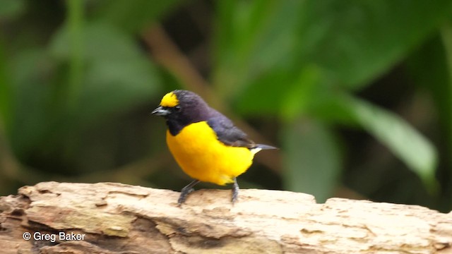 Purple-throated Euphonia - ML201764211