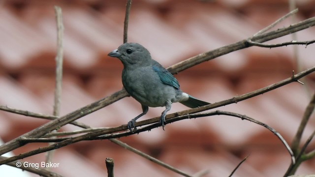 ハイガシラソライロフウキンチョウ - ML201764221