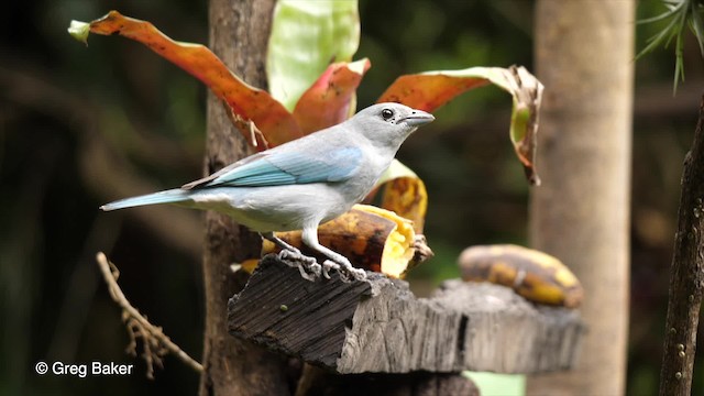 Sayaca Tanager - ML201764231