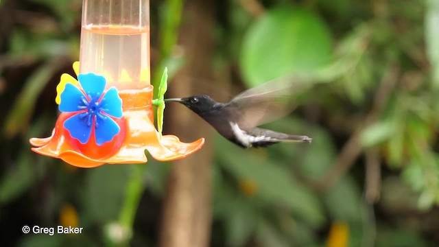 kolibřík černobílý - ML201764241