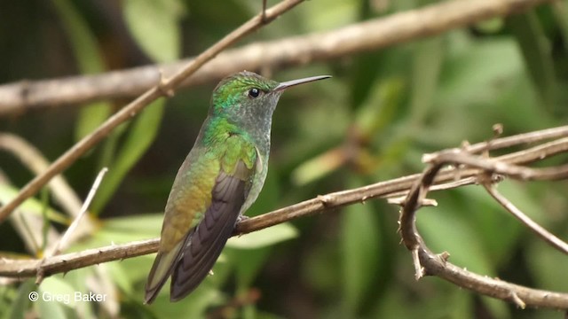 kolibřík pestrý [skupina versicolor] - ML201764251