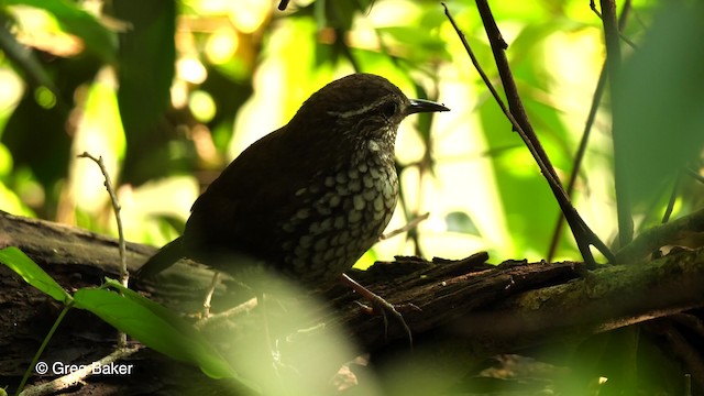 Sharp-tailed Streamcreeper - ML201764291