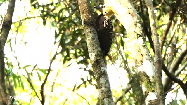 Blond-crested Woodpecker - ML201764301