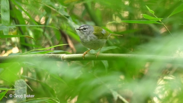 Paruline à paupières blanches - ML201764321