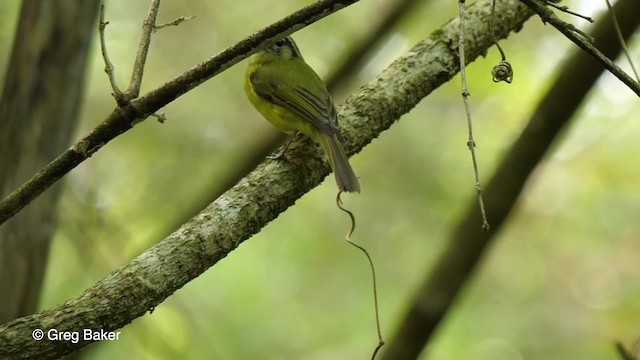 Weißzügel-Laubtyrann - ML201764351