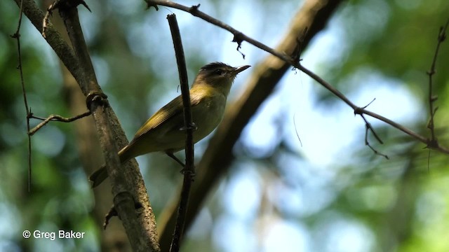 Chivi Vireo (migratory) - ML201764381