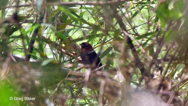 Chestnut-headed Tanager - ML201764391