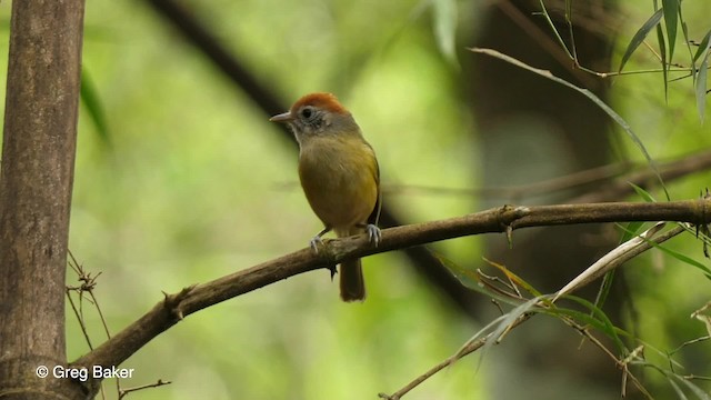 Rufous-crowned Greenlet - ML201764401