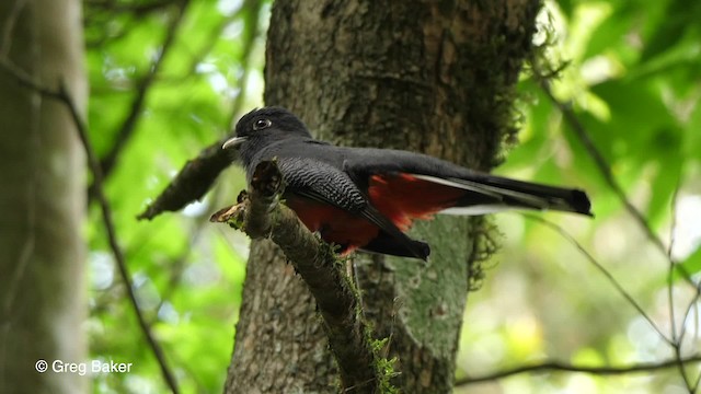 Surucua Trogon (Red-bellied) - ML201764421