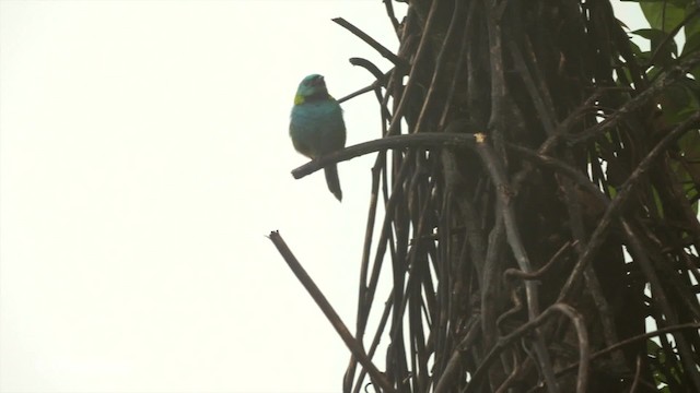 Green-headed Tanager - ML201764501