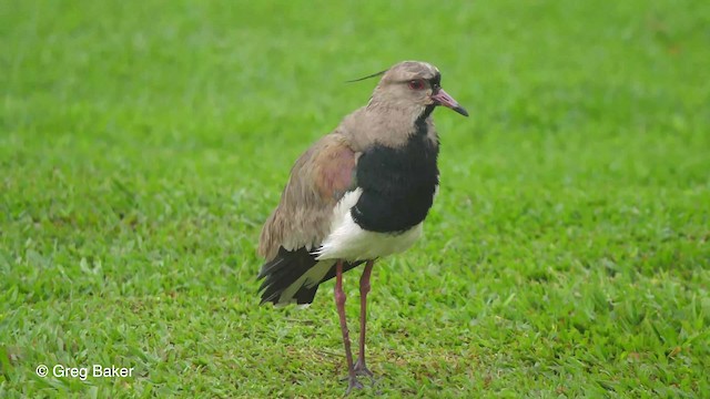 Southern Lapwing (lampronotus) - ML201764511