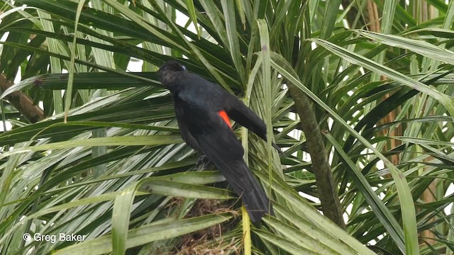 Red-rumped Cacique - ML201764521