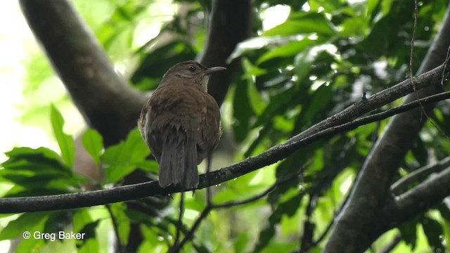 Pale-breasted Thrush - ML201764531