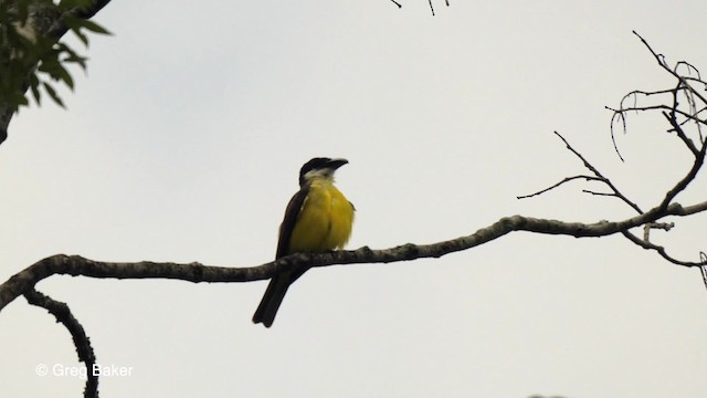 Boat-billed Flycatcher (South American) - ML201764551