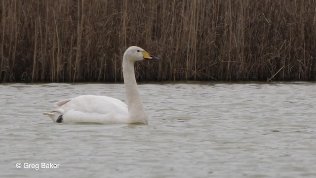 Whooper Swan - ML201764561