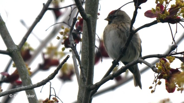 Lesser Redpoll - ML201764591