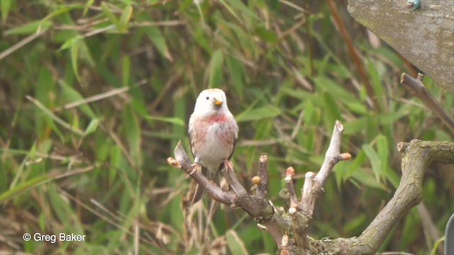 Lesser Redpoll - ML201764601