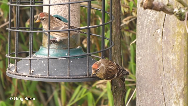 Lesser Redpoll - ML201764611