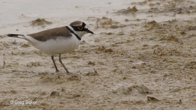 Little Ringed Plover (curonicus) - ML201764741