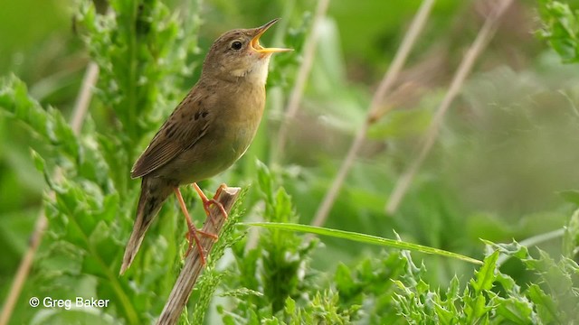 Common Grasshopper Warbler - ML201764781