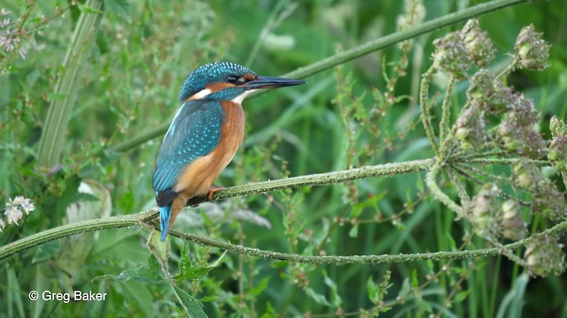 Common Kingfisher (Common) - ML201764841