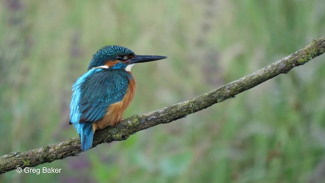Common Kingfisher (Common) - ML201764901